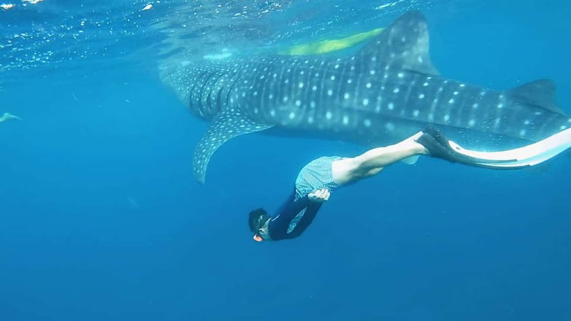 Cebu: Whaleshark Swimming & Kawasan falls Canyoneering Tour - Kawasan Falls Canyoneering: Jumps, Rivers, and That Waterfall Finale