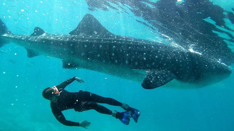 Cebu: Whaleshark Swimming & Kawasan falls Canyoneering Tour - Lunch by the Beach: The Calm Part After the Chaos