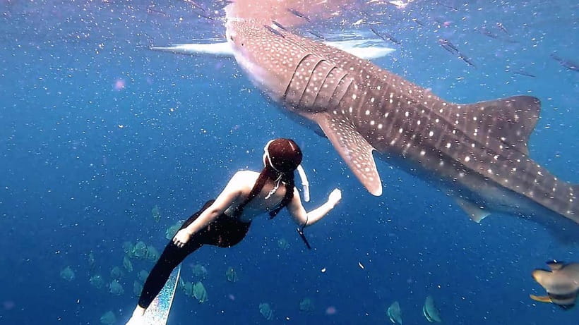 Cebu: Whaleshark Swimming & Kawasan falls Canyoneering Tour - The Early Pickup and the Long Road to Oslob