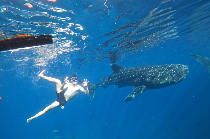 Cebu Whaleshark Tour - Quick hits for the Cebu whale-shark day