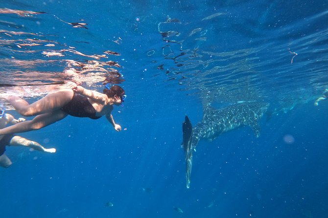 Cebu Whaleshark Tour - Sumilon Island after the sharks: beach time plus a Nemo chance