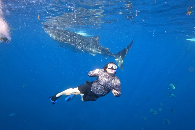 Cebu Whaleshark Tour - Price and value: what $130 covers, what costs extra