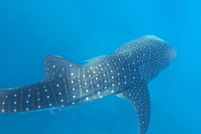 Cebu Whaleshark Tour - When your whale shark sighting is not guaranteed