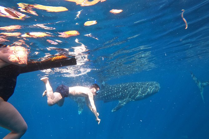 Cebu Whaleshark Tour - Who this tour suits best, and who should think twice