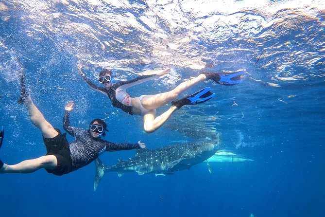 Cebu Whaleshark Tour - Practical tips so the day stays easy