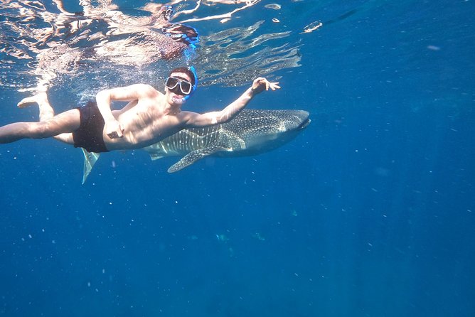 Cebu Whaleshark Tour - Oslob whale sharks: 30 minutes of real snorkeling, not a long wait
