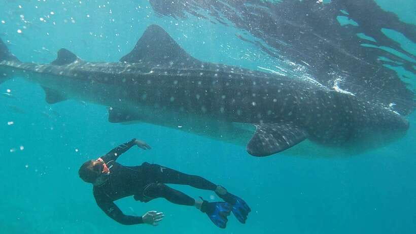 Cebu: WhaleShark , Tumalog Falls, & Sardine Run Snorkeling - Key things that make this tour worth your attention