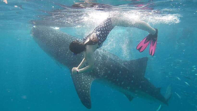 Cebu: WhaleShark , Tumalog Falls, & Sardine Run Snorkeling - A short food break and then straight to Tumalog Falls