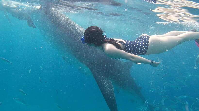 Cebu: WhaleShark , Tumalog Falls, & Sardine Run Snorkeling - Price and value: is $124 per person fair for this day?