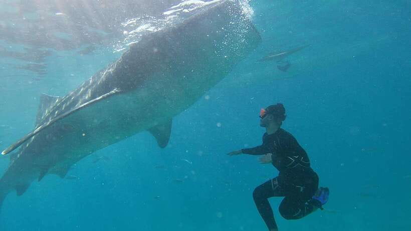 Cebu: WhaleShark , Tumalog Falls, & Sardine Run Snorkeling - Service quality, and why the guides can make or break the day