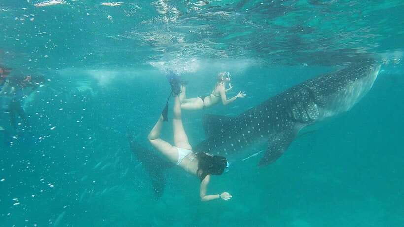 Cebu: WhaleShark , Tumalog Falls, & Sardine Run Snorkeling - Pickup across Cebu, and why timing matters more than you think