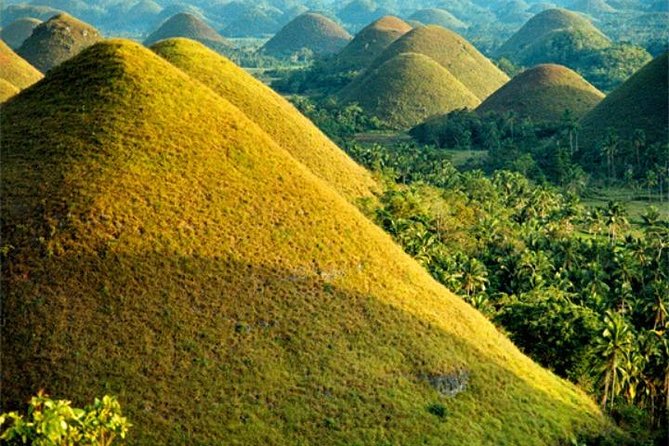 Chocolate hills tour with Tarsier & Loboc river Buffet Lunch (half-day tour) - Tarsier Conservation Area: ethics and how to spot the tiny stars