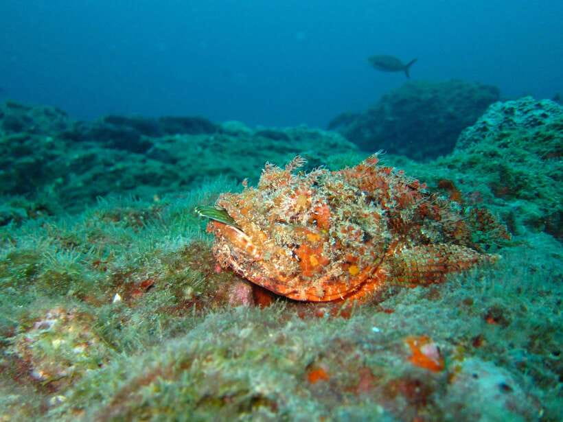Coron: Barracuda Lake, Skeleton Wreck, Twin Lagoon Boat Tour - Skeleton Wreck: The WWII Ship You Can Snorkel Close to