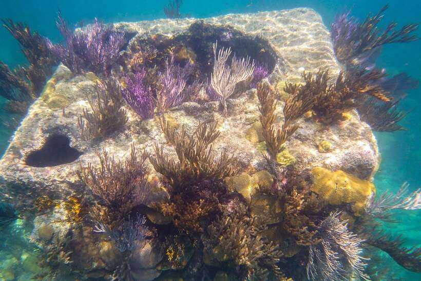 Coron: Coastal Cliffs, Beach & Malcapuya Island Hopping Tour - Snorkeling gear, marine life, and what to bring