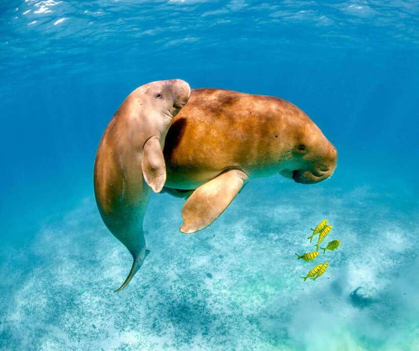 Coron: Dugong Watching with Sea Turtle and Coral Garden tour - Coron dugong watching, why it hits different