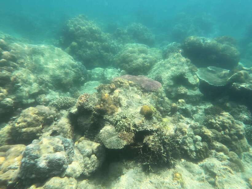 Coron: Dugong Watching with Sea Turtle and Coral Garden tour - Coral Garden at Dimipac Island, reef time and turtle spotting