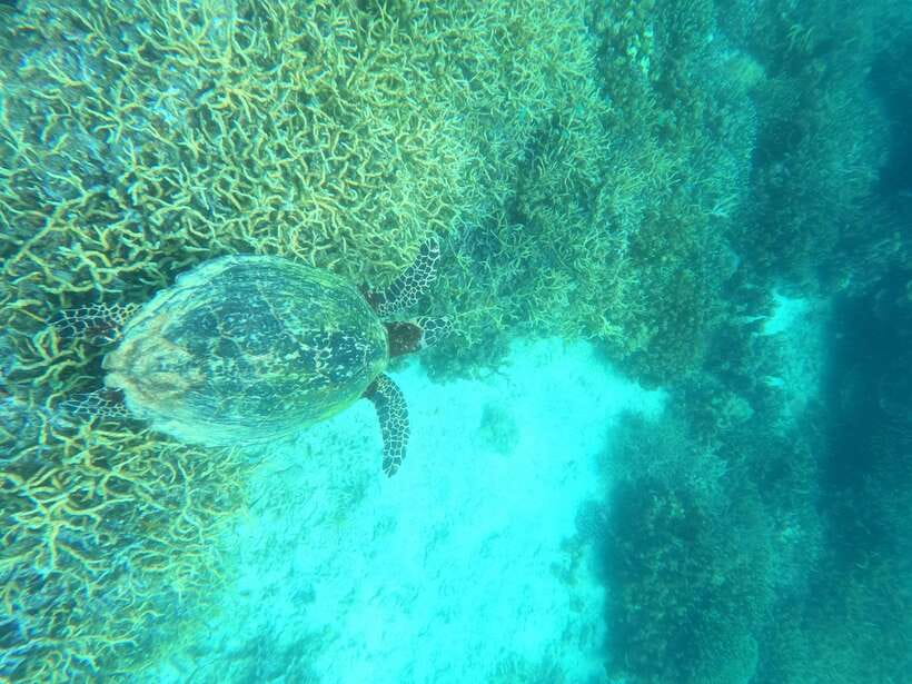 Coron: Dugong Watching with Sea Turtle and Coral Garden tour - Boat comfort, crowding, and the seasickness warning you should take seriously