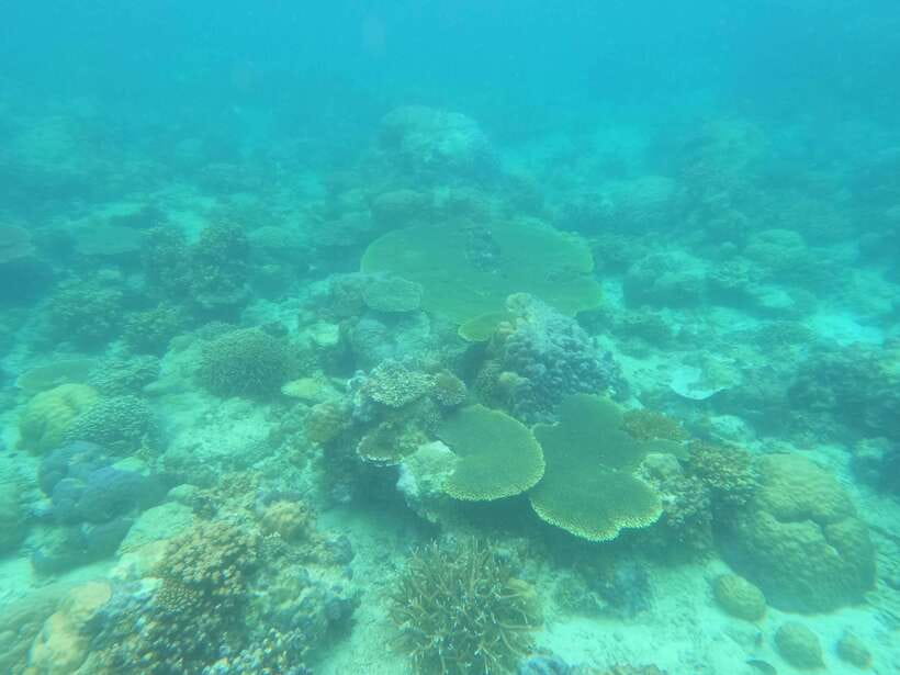 Coron: Dugong Watching with Sea Turtle and Coral Garden tour - The 5:00am pickup, van ride, and why early is not optional