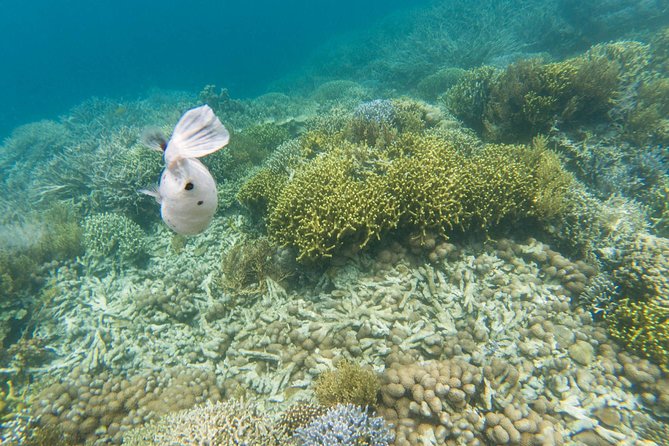 Coron Island Tour B (Private) - Skeleton Wreck and the reef garden stops: swimming, tide timing, and comfort