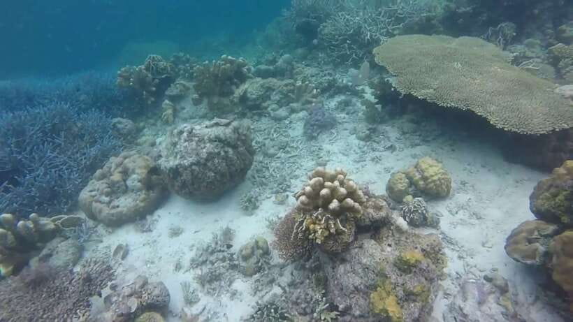 Coron: Off-Bay Islands, Lagoons and Lakes Hopping Tour - Atwayan Beach, Quin Reef, Green Lagoon, and Las Islas De Coral