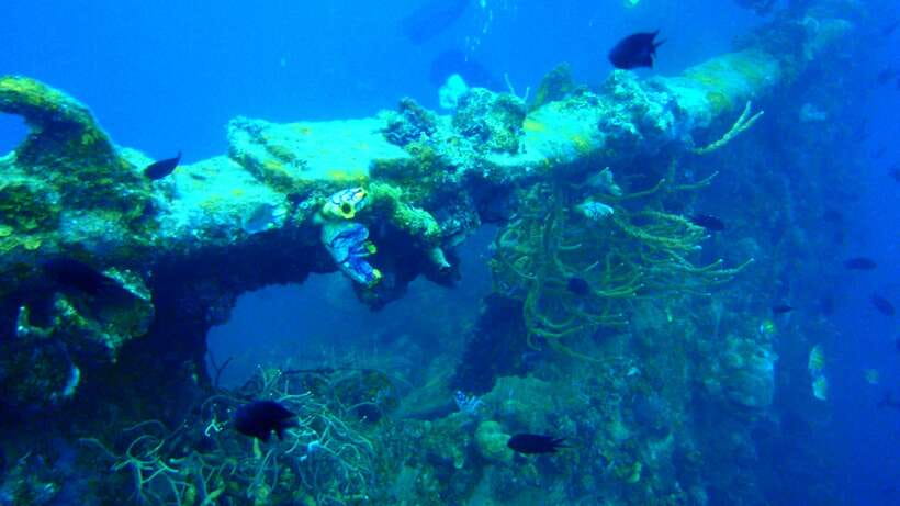 Coron Private Tour D: Reef and Wrecks - Why the East Tangat and Lusong Wreck Combo Works