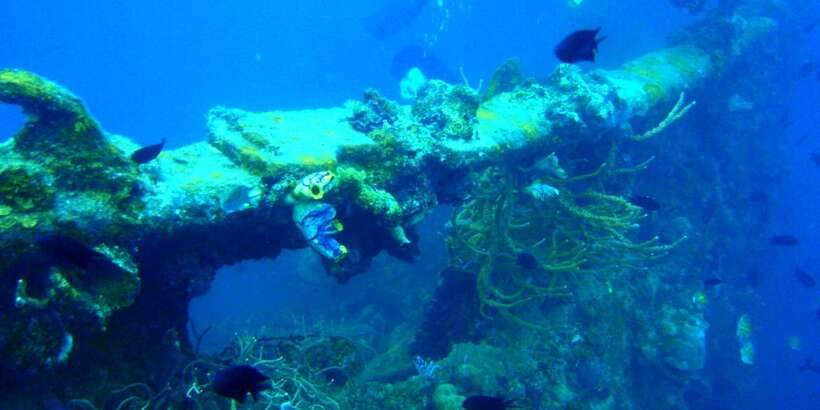 Coron Private Tour D: Reef and Wrecks - Lusong Coral Garden: Where the Color Seems to Go On and On