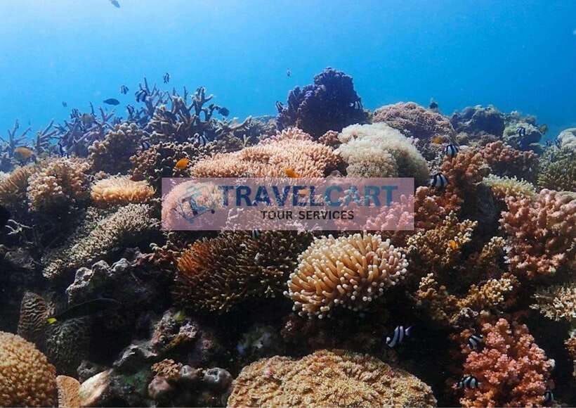 Coron Reef & Wrecks Tour - Lusong Coral Garden: Where Snorkeling Beats Scrolling