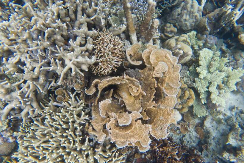 Coron Tour A: Kayangan Lake & Quin Reef Tour with Lunch - Las Islas de Coral snorkeling: where the color lives, and the sea urchins matter