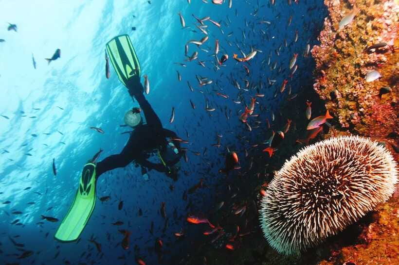 Discover Scuba Diving in Boracay - Who This Course Suits Best (and Who Should Skip It)