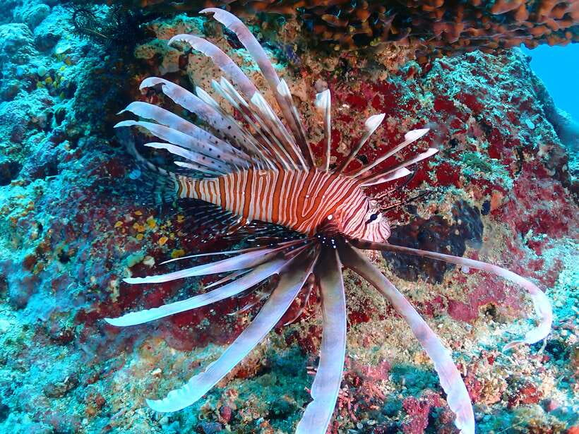 Discover Scuba Diving in Boracay - Getting Started on Boracay’s White Beach