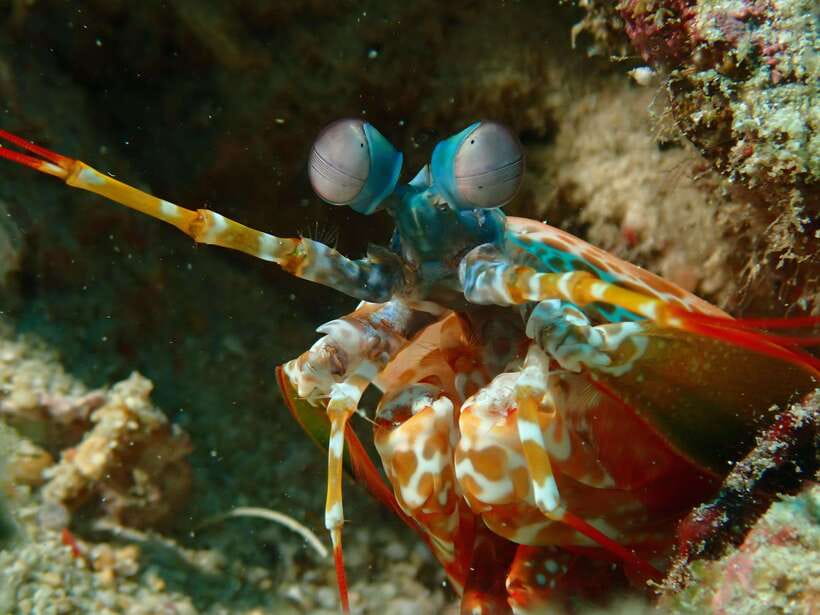 Discover Scuba Diving in Boracay - Your First Time Underwater: Guided Movements, Real Marine Life