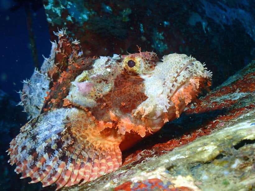 Discover Scuba Diving in Boracay - Price and Value for a $49 First Scuba Session
