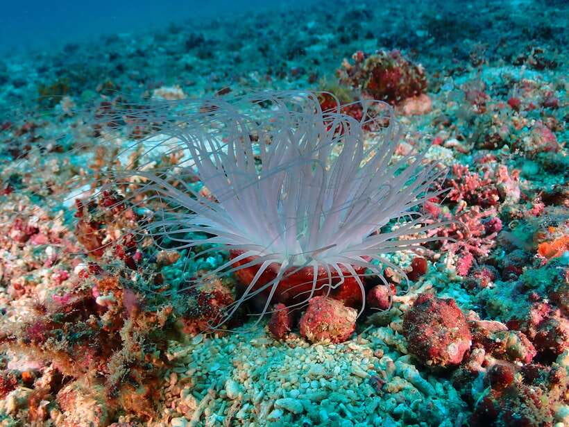 Discover Scuba Diving in Boracay - What’s Included in Your Scuba Setup (and Why It Matters)