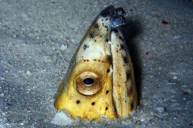 DiveGurus -Scuba Diving in Boracay - The Daily Schedule: Four Start Times, Fewer Headaches