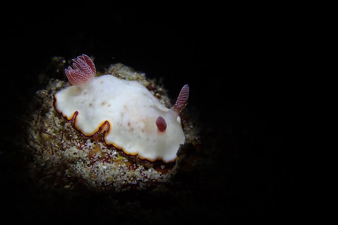 DiveGurus -Scuba Diving in Boracay - Site Variety on Panay: Open Water Options to Advanced Wreck and Drift Stops