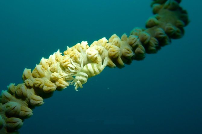 DiveGurus -Scuba Diving in Boracay - Equipment, Boat Time, and the Comfort Details That Add Up