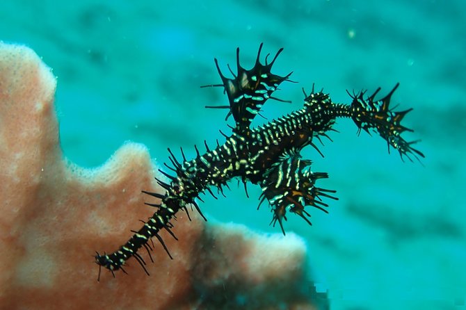 DiveGurus -Scuba Diving in Boracay - What a “Fun” Underwater Session Means Here