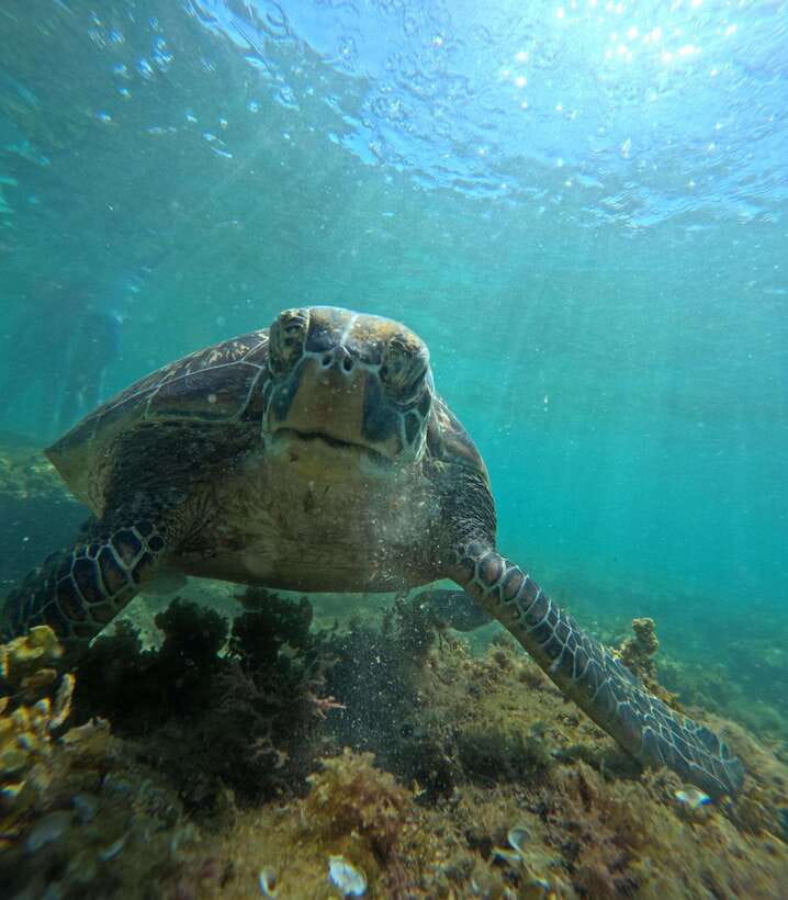 Dumaguete Apo Island Snorkel with turtle Tour - Key moments that make this tour work