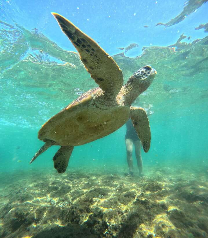 Dumaguete Apo Island Snorkel with turtle Tour - Lunch on Apo Island: food with a view, and timing that keeps you happy