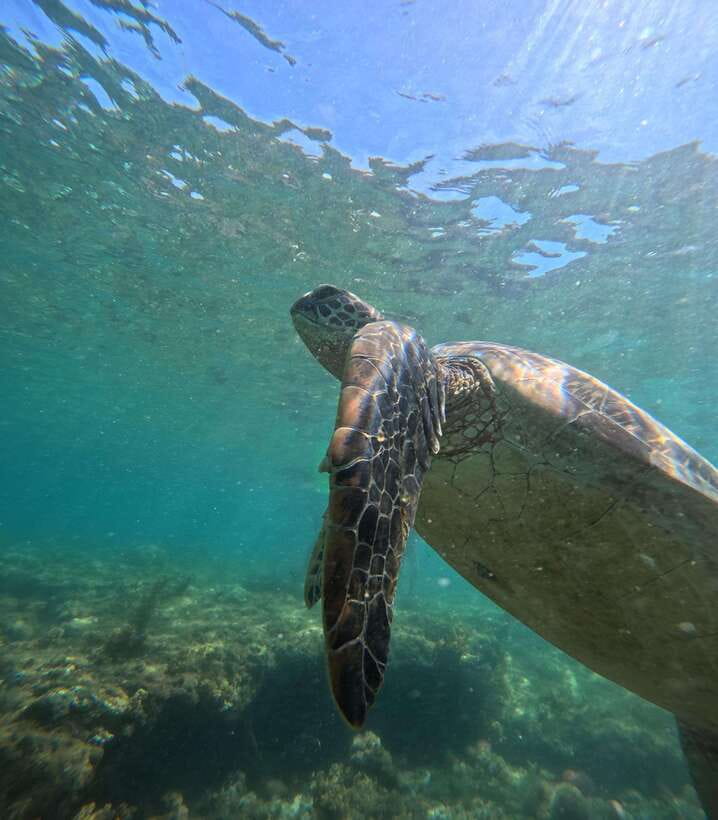 Dumaguete Apo Island Snorkel with turtle Tour - Optional scuba sessions and the cost of underwater photos