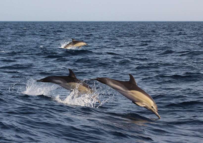 Dumaguete: Dolphin Watching & Manjuyod Sandbar Private Tour - Key things to know before you go