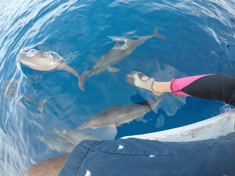Dumaguete: Dolphin Watching & Manjuyod Sandbar Private Tour - Dolphin watching in Bais Bay: what you might actually see