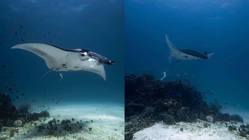 El Nido: Discover Scuba Diving with Manta Rays in Sibaltan - The 6-hour schedule: speedboat, skills, brunch, then open water