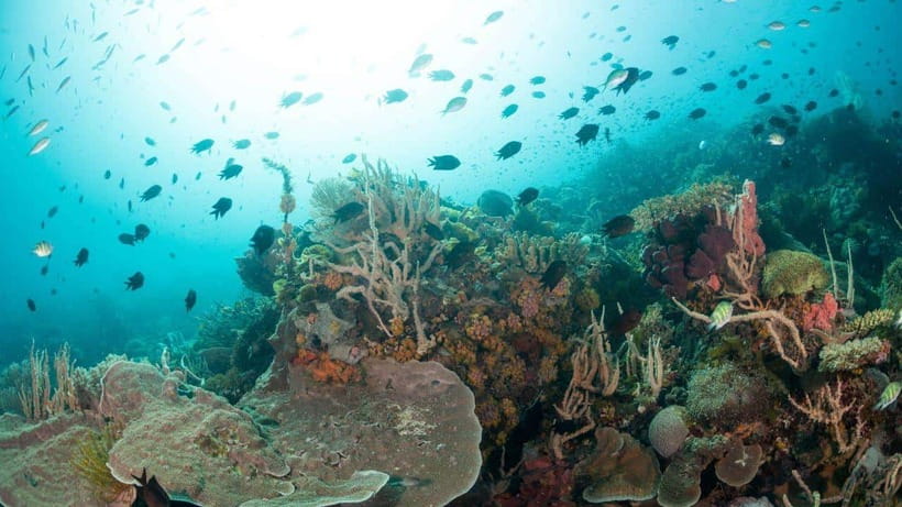 El Nido: Discover Scuba Diving with Manta Rays in Sibaltan - Instructor guidance and the small group advantage