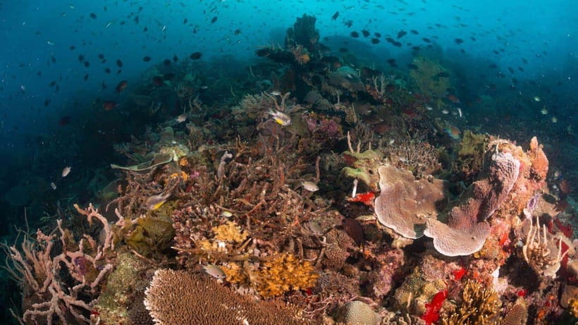 El Nido: Discover Scuba Diving with Manta Rays in Sibaltan - Marine-life rules: what you should and should not do