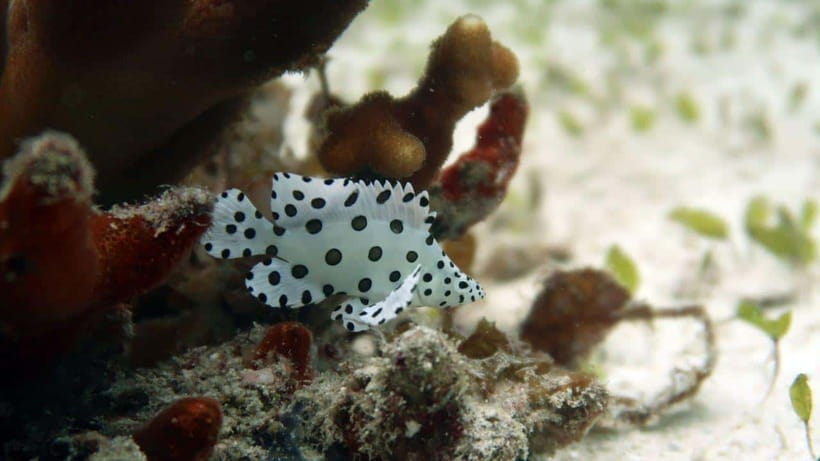 El Nido: Discover Scuba Diving with Manta Rays in Sibaltan - Price and value: why $126 can make sense