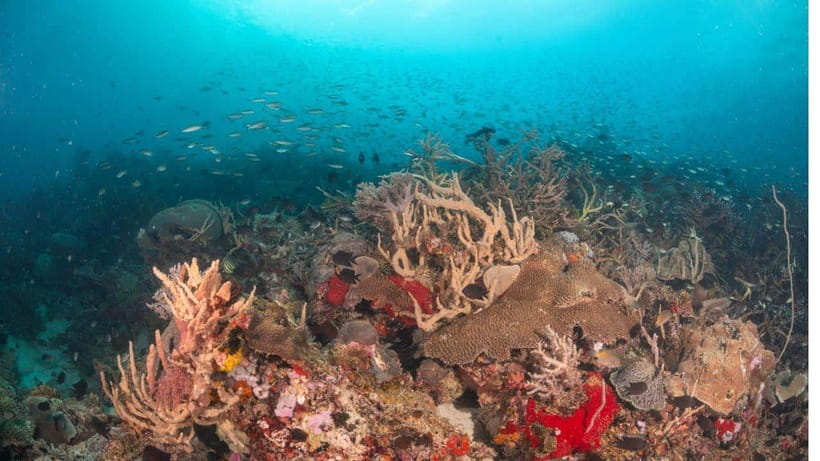 El Nido: Discover Scuba Diving with Manta Rays in Sibaltan - Logistics in El Nido: getting to Sibaltan without stress