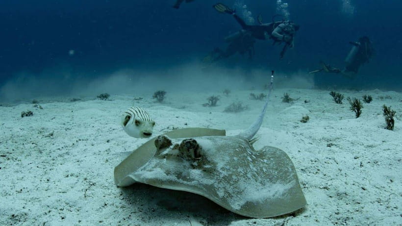 El Nido: Manta Ray Diving Experience in Sibaltan - Midday brunch and a second reef session you’ll remember