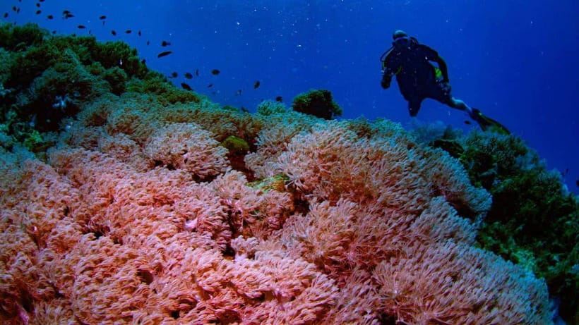 El Nido: Manta Ray Diving Experience in Sibaltan - Price and value: is $117 worth it for certified divers?