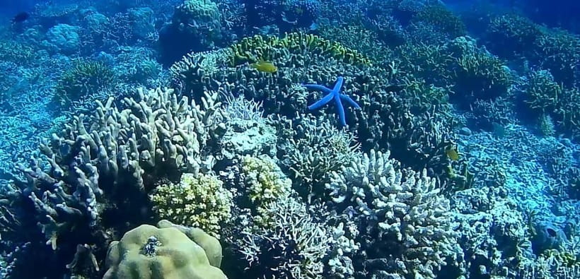 El Nido, Sibaltan: Private Snorkeling & Secret Islands Tour - Secret Stops and Shark Viewing Windows: Chance, Not a Guarantee
